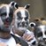 Image 6: people with badger makeup