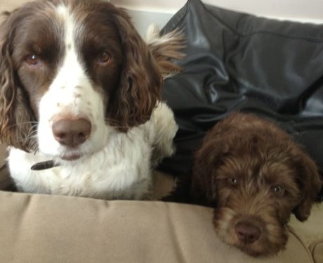 Cutest Pictures Of The Week - 8 May 2013