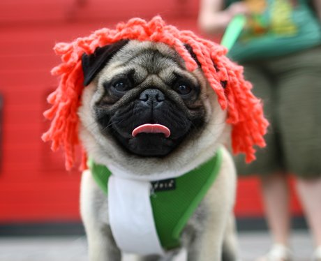 Best Dressed Dogs