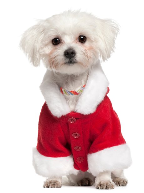 Maltese puppy in santa outfit