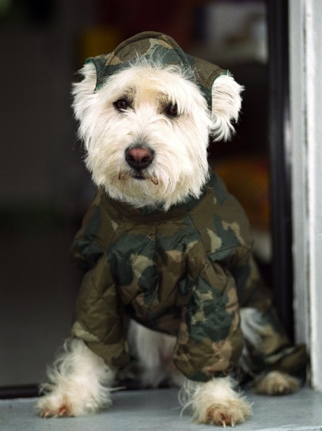 Best dressed dogs
