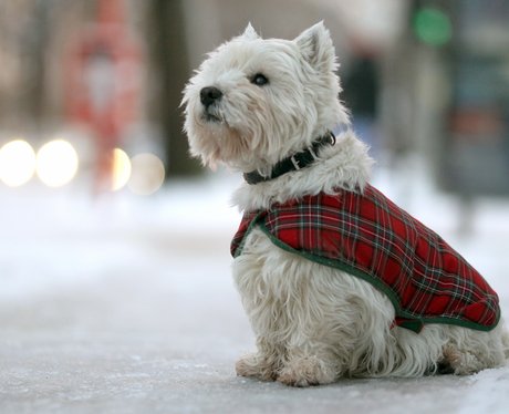 Best dressed dogs