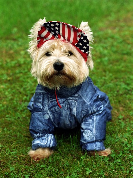 Best dressed dogs