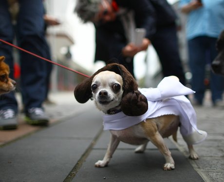 Best Dressed Dogs