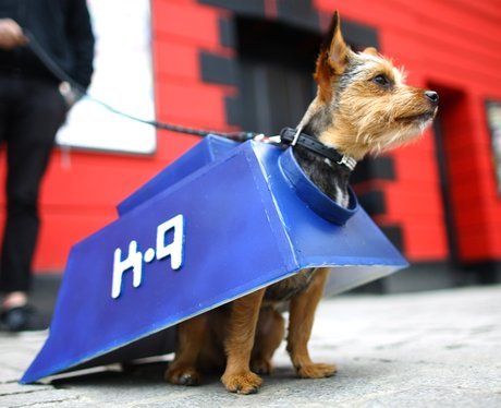 Best Dressed Dogs