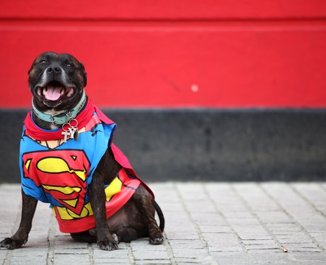 Best Dressed Dogs