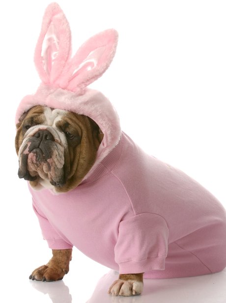 Best Dressed Dogs