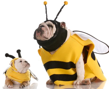 Best Dressed Dogs