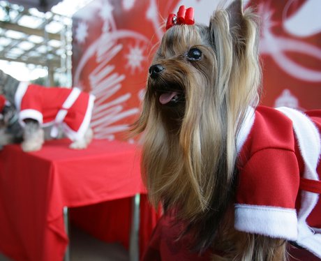 Best dressed dogs