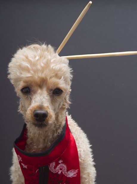 Best Dressed Dogs