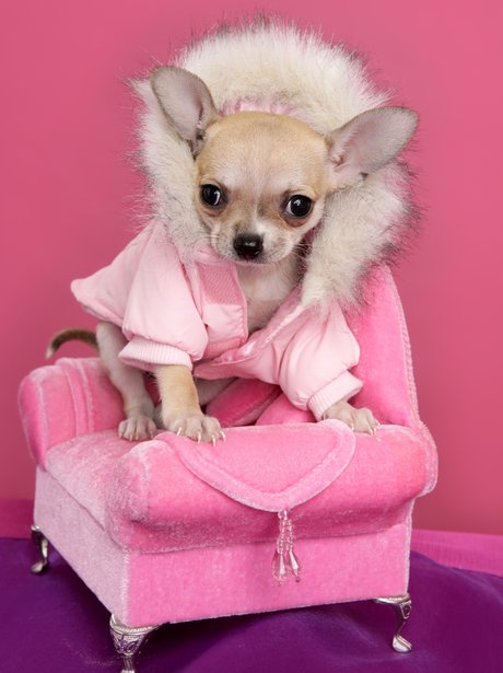 Best Dressed Dogs