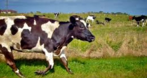 Cow