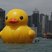 Image 4: Rubber duck floating in Hong Kong's habour