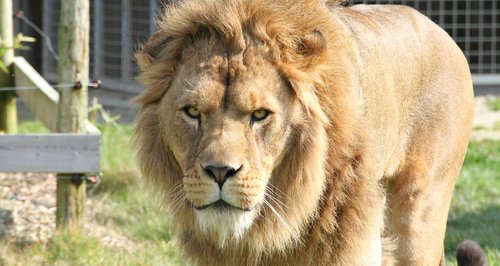 Lion at Noah's Ark Zoo