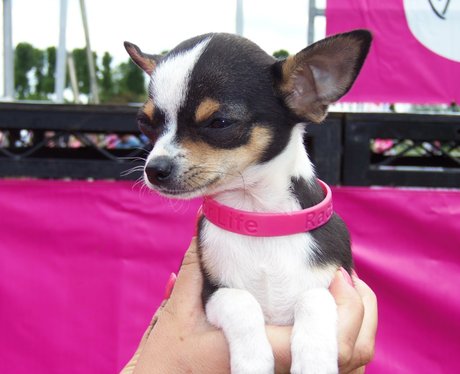 Medal Time - Windsor Race for Life 2/06/2013