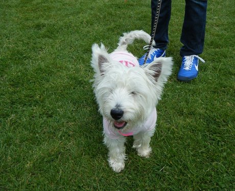 Race for Life Watford - Perfect Pooches