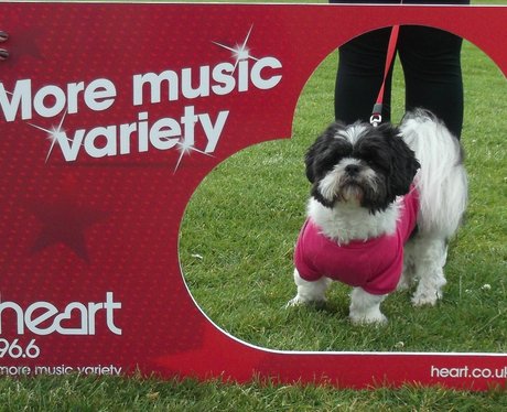 Race for Life Watford - Perfect Pooches