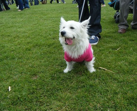 Race for Life Watford - Perfect Pooches