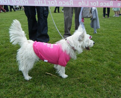 Race for Life Watford - Perfect Pooches