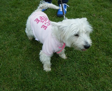 Race for Life Watford - Perfect Pooches