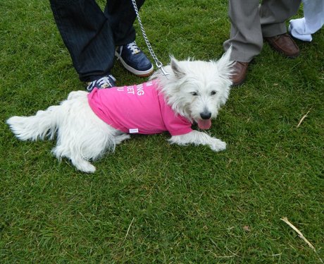 Race for Life Watford - Perfect Pooches