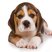 Image 2: Beagle Puppy