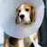 Image 4: Beagle With A Neck Cone