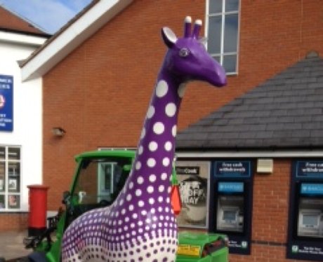 Stand Tall Giraffes