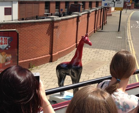 Stand Tall Giraffes