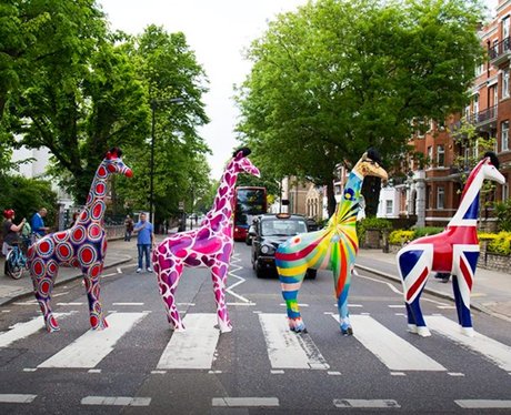 Stand Tall Giraffes
