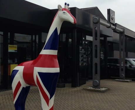 Stand Tall Giraffes