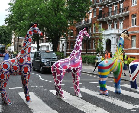 Stand Tall Giraffes