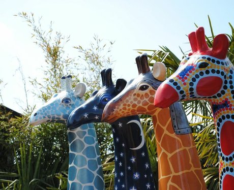 Stand Tall Giraffes
