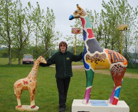 Stand Tall Giraffes