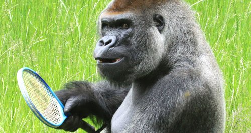gorilla-with-tennis-racquet-at-longleat-1372076474-large-article-0.jpeg
