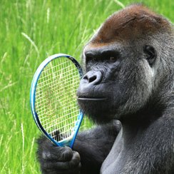 Gorilla with tennis racquet at Longleat_2