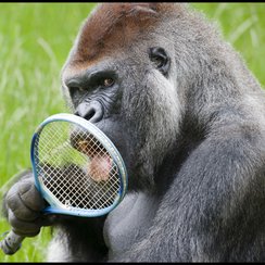 Gorilla with tennis racquet at Longleat_3