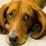 Image 6: Sad bloodhound
