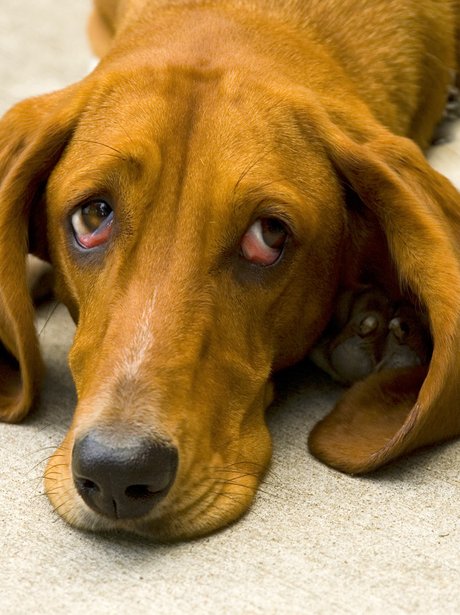Sad bloodhound