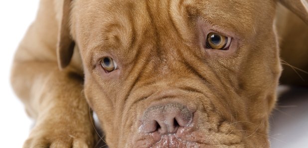 Sad Dog