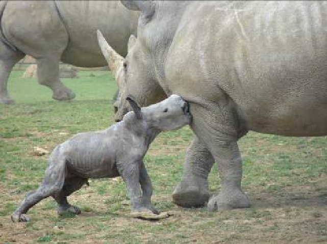 Baby White Rhino