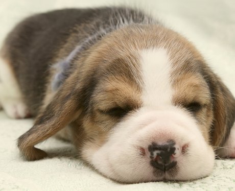 A Beagle Puppy Sleeping.