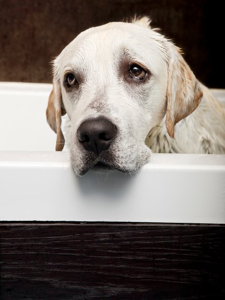 A sad wet labrador in the bath.