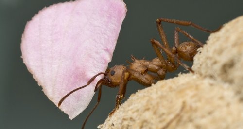 Leaf Cutter Ant in Cancer Research at UEA