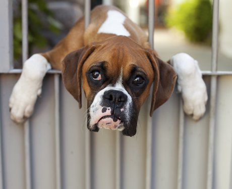 Sad dog with its head between bars