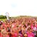 Image 2: The Ladies at the Start line at Race for Life MK
