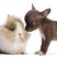 Image 4: Fluffy Bunny And Puppy pose together