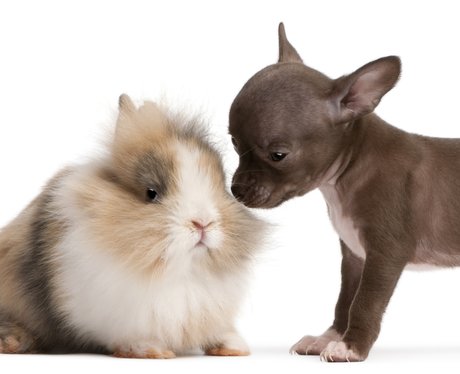 Fluffy Bunny And Puppy pose together