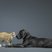 Image 9: A ginger cat and black labrador playing