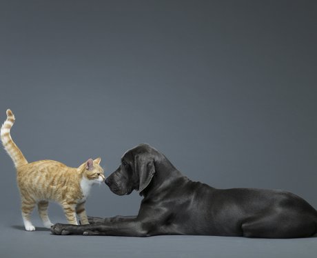 A ginger cat and black labrador playing